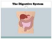 digestive