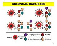 PPIA PowerPoint Presentation