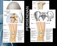 The Anatomy of Articulatio Genu PowerPoint Presentation