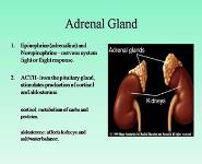 Endocrine System PowerPoint Presentation