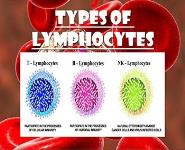 lymophoytes PowerPoint Presentation