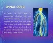 Neurology PowerPoint Presentation