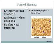 Blood PowerPoint Presentation Notes