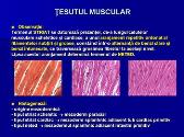 Muscles Histology Tesutul Muscular