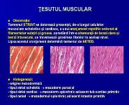 Muscles Histology Tesutul Muscular PowerPoint Presentation