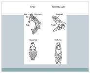 Snake Bite PowerPoint Presentation Notes