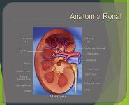 Kidney Ultrasound PowerPoint Presentation
