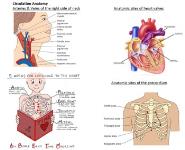 Nursing notes Medical Notes