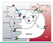 presentation carence martial PowerPoint Presentation