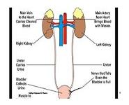 HUMAN URINARY SYSTEM PowerPoint Presentation Notes