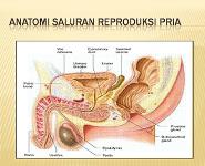 Anatomi PowerPoint Presentation Notes