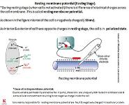 ECG grammar, part 1 understanding the genesis of normal ECG PowerPoint Presentation