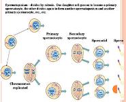 The Male Reproductive System PowerPoint Presentation