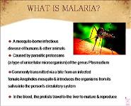 About Malaria PowerPoint Presentation