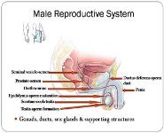 Sexual Reproductive system PowerPoint Presentation