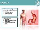 ANATOMY OF THE STOMACH