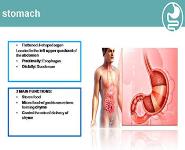 ANATOMY OF THE STOMACH PowerPoint Presentation