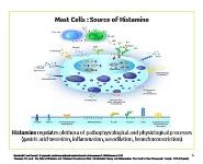 ROLE OF ANTIHISTAMINE IN MAST CELL-ASSOCIATED DISEASE PowerPoint Presentation