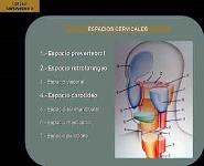 Espacios Del Cuello PowerPoint Presentation Notes