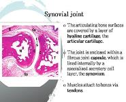 Outline the Microscopic Features of Synovial Joints PowerPoint Presentation