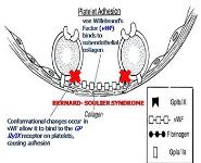 Bleeding and Coagulation Disorders PowerPoint Presentation