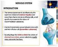 ANS Introduction PowerPoint Presentation