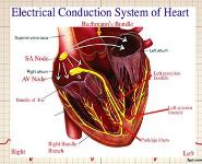 EKG Interpretation PowerPoint Presentation