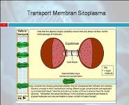 SISTEM TRANSPORT MEMBRAN DAN ENDOMEMBRAN PowerPoint Presentation