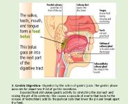 Biochemistry of Digestion Medical Notes