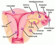 Anatomy Reproductive System PowerPoint Presentation