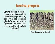 Digestive System-I PowerPoint Presentation