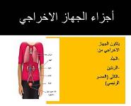 Excretory System PowerPoint Presentation