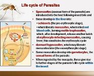Antiprotozoal Drugs PowerPoint Presentation