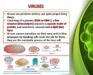 Antiviral Drugs PowerPoint Presentation