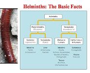 Chemotherapy of Helminthic Infections - Anti-helminthic Drugs PowerPoint Presentation