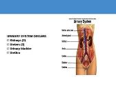 General Anatomy of the Urinary System