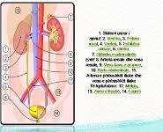 pediatria PowerPoint Presentation Notes