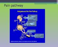 Pain Management PowerPoint Presentation