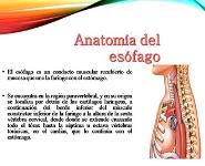Anatomia del Esofago PowerPoint Presentation