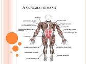 Anatomia Humane
