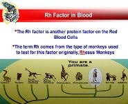 HUMAN BLOOD PowerPoint Presentation