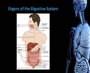 Digestive System PowerPoint Presentation