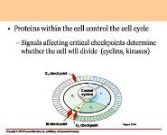 Cancer and The Cell Cycle PowerPoint Presentation