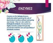 Enzymes PowerPoint Presentation Notes