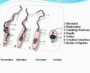 Leishmaniasis PowerPoint Presentation