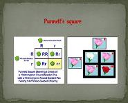 Genetic History PowerPoint Presentation