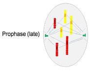 Mitosis Simulation PowerPoint Presentation