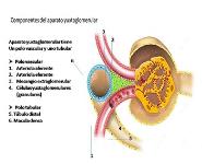 Sisrema renal PowerPoint Presentation Notes