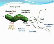ULCERUL GASTRIC PowerPoint Presentation