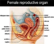 Pelvic Inflammatory Disease - PID PowerPoint Presentation